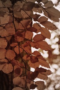 Gouden herfstbladeren door Christina Sillen