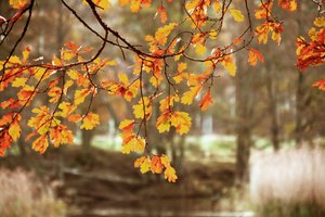 Gouden herfstbladeren van de eik