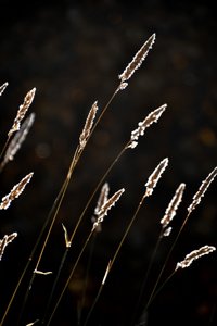 Gouden grasgloed door Christina Sillen