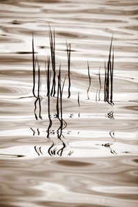 Minimalistische waterrietstengels