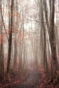 Mistig herfstpad door het bos door Christina Sillen