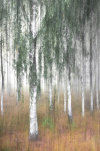 Mistig berkenbos door Christina Sillen
