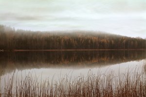 Weerspiegelingen in het mistige bos door Christina Sillen