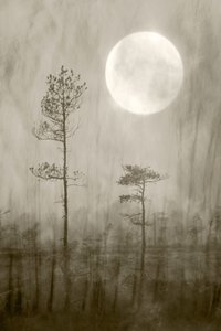 Misty Moon Over - Boek door Christina Sillen