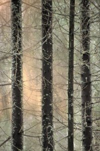 Mistig winterbos door Christina Sillen