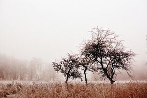 Mistige winterbomen