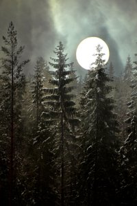 Winterbos bij maanlicht door Christina Sillen