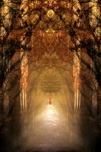 De mystieke bostunnel door Christina Sillen