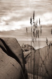 Riet aan zee