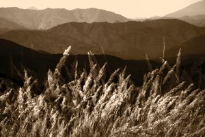 Sepia-berggras