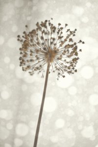 Zachte Allium-bloesem door Christina Sillen