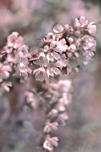 Zachtroze bloesems door Christina Sillen