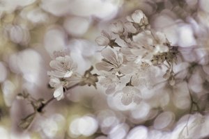 Zachte lentebloesems door Christina Sillen