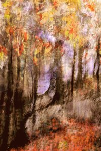 Levendig herfstbos door Christina Sillen
