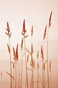 Warm Golden Reeds door Christina Sillen