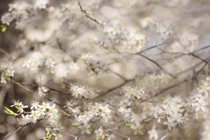 Witte lentebloesems door Christina Sillen