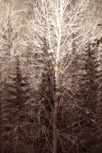 Winterboslicht