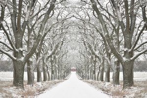 Weg met bomen in de winter door Christina Sillen