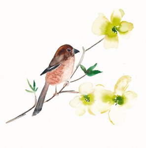 Aquarel: vogels en bloemen