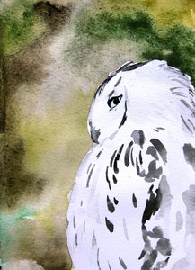 Aquarel: Sneeuwuil