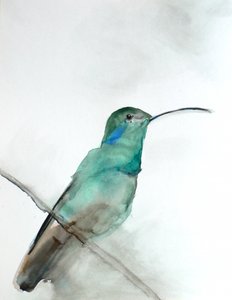 Aquarel: een blauwgroene kolibrie