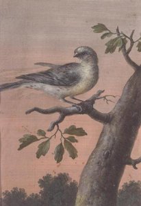Een Vogel op een Tak