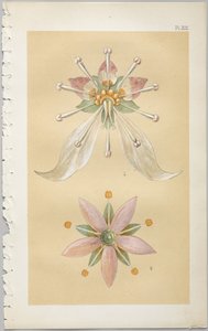 De kunst van decoratief ontwerp: met een bijlage, waarin de uren van de dag worden gegeven waarop bloemen opengaan, uitgegeven door Day & Son, Londen, 1862