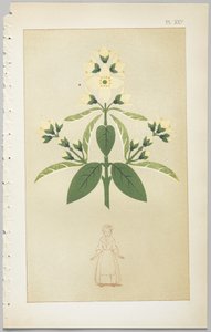 De kunst van decoratief ontwerp: met een bijlage, waarin de uren van de dag worden gegeven waarop bloemen opengaan, uitgegeven door Day & Son, Londen, 1862 door Christopher Dresser