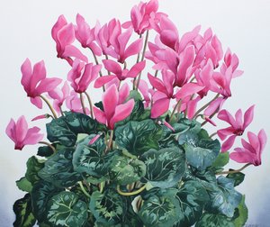 Cyclamen Portret door Christopher Ryland