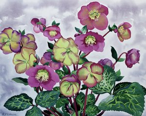 Helleborus (2)