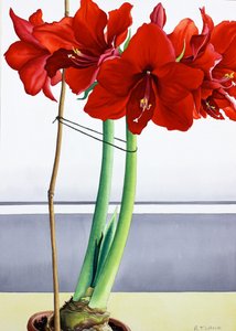 Rode Amaryllis 2