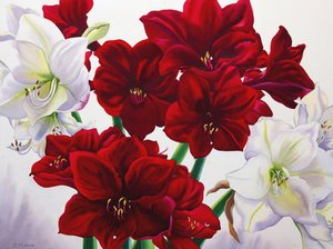 Rode en witte amaryllis door Christopher Ryland