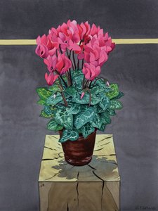 Stilleven Cyclamen