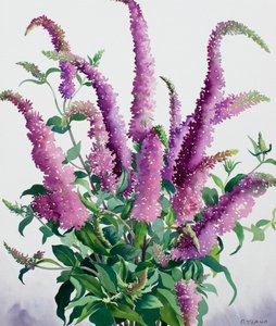 Wilde Buddleia door Christopher Ryland