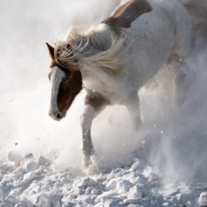 Dynamisch paard in de sneeuw