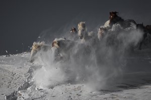 Wilde paarden rennen door de sneeuw