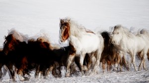 Wilde paarden in winterse beweging door Chuanxu Ren