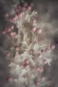  door Cicek Kiral