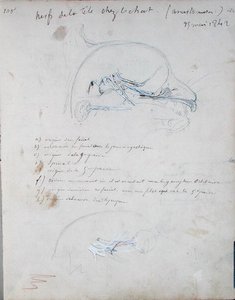 Zenuwstelsel in het hoofd van een kat (mei 1842)