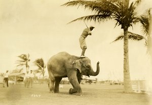 Golfer staand op Rosie de Olifant, Miami Beach, 2 mei 1927