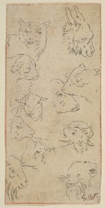 Studie van dierenhoofden