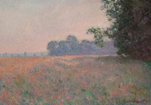 Haver- en klaprozenveld