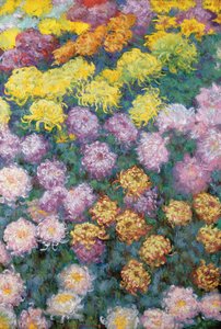 Chrysantenmassief