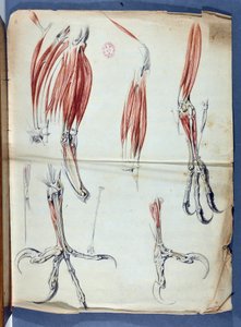 Anatomie van een adelaarsklauw gepubliceerd in 
