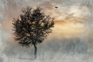 Dramatische Lone Tree door Codruta Georgescu