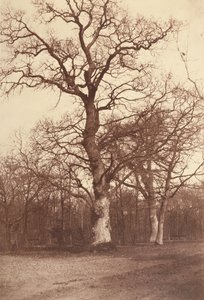 Studie van Bomen, Bois de Boulogne door Comte Olympe Aguado