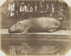 Obaysch, de nijlpaard, London Zoo