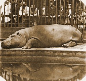 Obaysch de Nijlpaard, London Zoo