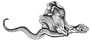 Een basilisk