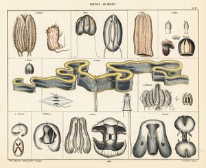 Anatomie van kwallensoorten